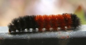 2016-oct-12-woolly-worm