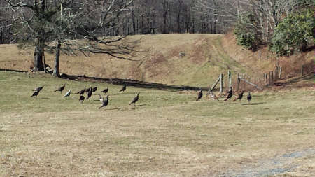 High Country Turkeys