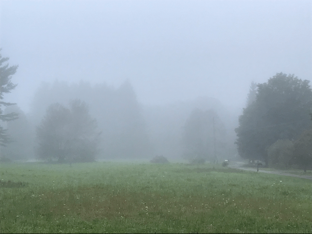 foggy mornings in August